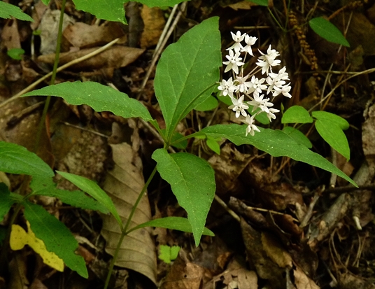 {Asclepias quadrifolia}